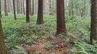 四川德阳绵竹九龙山跑马岭