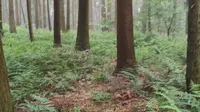 四川德阳绵竹九龙山跑马岭