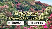 贵州毕节百里杜鹃不排队攻略来了！怎么坐车？怎么玩？一条视频讲清楚！