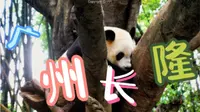 用长隆宣传片的方式打开广州长隆度假区