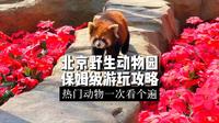 快来北京野生动物园看小熊猫和卡皮巴拉！这份保姆级游玩攻略带您把热门动物看个遍！