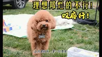 在大理的最后一天，理想邦再也不想来了。
