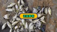 再次徒步深圳西涌海钓泥猛，测试新款饵料，好用泥猛又暴箱了