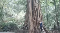 西双版纳勐远仙境，雨林穿越要258，其实不花钱也行！溶洞真棒