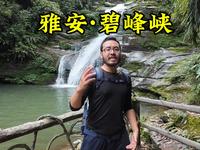 第一次来雅安那必须得去碧峰峡看大熊猫