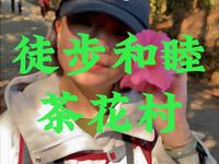 徒步腾冲和睦茶花村