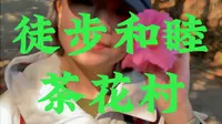 徒步腾冲和睦茶花村