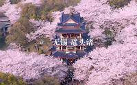 赴一场樱花之约——航拍无锡太湖鼋头渚