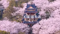 赴一场樱花之约——航拍无锡太湖鼋头渚