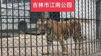 吉林市江南公园逛一圈，门票只要4元，里面还有动物园，值得一去