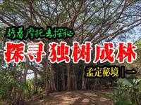 探寻孟定独树成林
