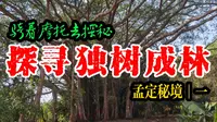探寻孟定独树成林