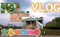 【VLOG】淄博文昌湖动物园 | 蛤蜊鸡