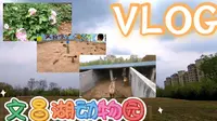 【VLOG】淄博文昌湖动物园 | 蛤蜊鸡