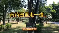 西双版纳旅行七，南药园里走一遭儿，看看都有什么稀有药材
