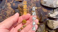 一起感受福建宁德霞浦杨家溪里的自然山水，我挖到了淡水的小蛤蜊