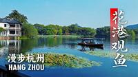 【漫步杭州】西湖花港观鱼，杭州真是一座被公园包围的城市。