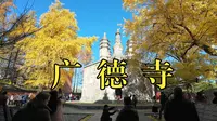 襄阳广德寺银杏为何叫“大将军树”，骑小布去一探究竟