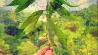 宾得拍片～黄陂花乡茶谷一日游