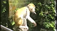 1995年四川峨眉山一线天景区抢烟头的猴子