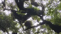 百山计划第15站—高黎贡山茶马古道毛毛球森林线路17km【沉浸式徒步】