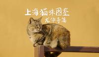 上海猫咪图鉴 | 龙华寺篇