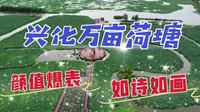 航拍兴化超级网红万亩荷塘，水中荷花颜值爆表，仿佛走入诗画世界