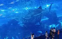 鲸鲨坐镇气势磅礴，这里是海滨城内，以超大玻璃窗斩获吉尼斯纪录的成都浩海海洋馆，真的海洋也不过如此吧！