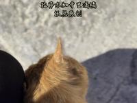 拉萨木如寺滴橘