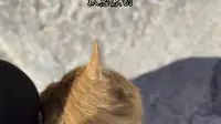 拉萨木如寺滴橘