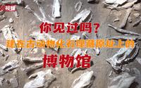 甘肃和政：建在古动物化石埋藏原址上的博物馆 里面都有什么？