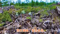 阿尔山森林公园石塘林