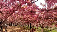 五一游旅顺203樱花园