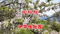 中科院～伊犁植物园，走独库公路～去那拉提时，可以来看一看