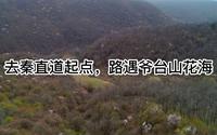 去陕西咸阳淳化县秦直道起点，路遇爷台山花海