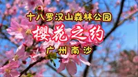 广州赏樱花，南沙十八罗汉山樱花节