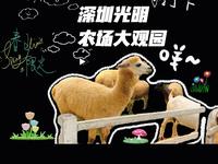 快来看看深圳光明农场大观园有什么！