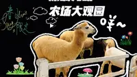 快来看看深圳光明农场大观园有什么！