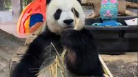 海南热带野生动植物园热带熊猫兄弟26年3月11日