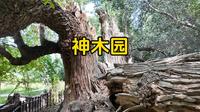 阿克苏~神木园，新疆戈壁荒原上的~神奇之地