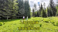 带小狗从上海自驾新疆的第56天！贾登峪国家森林公园！我们来了！