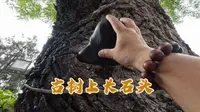 天水玉泉观：张三丰闭关修行之地，神奇的是寺庙一株古树上竟然长了一颗黑色的石头，到底是怎么回事？