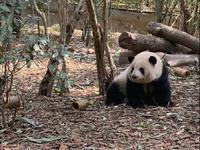 龙抬头的日子，看看花花萌神抬头～〔2026.2.15成都大熊猫繁育研究基地〕