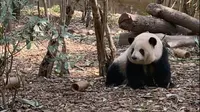 龙抬头的日子，看看花花萌神抬头～〔2026.2.15成都大熊猫繁育研究基地〕