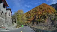 阿坝黑水县卡龙沟350乡道彩林
