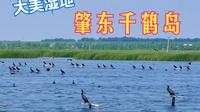 北国湿地好风光，今夏就来千鹤岛！