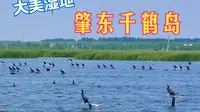 北国湿地好风光，今夏就来千鹤岛！