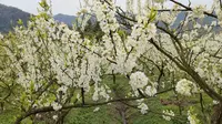 宜宾胜天红岩山景区李花盛放