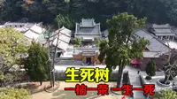 梅州灵光寺生死树，相依相伴千年不朽，成为第一姻缘圣地