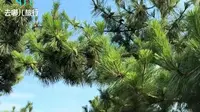 青岛燕儿岛山公园打卡，临海栈道拍出治愈海边大片